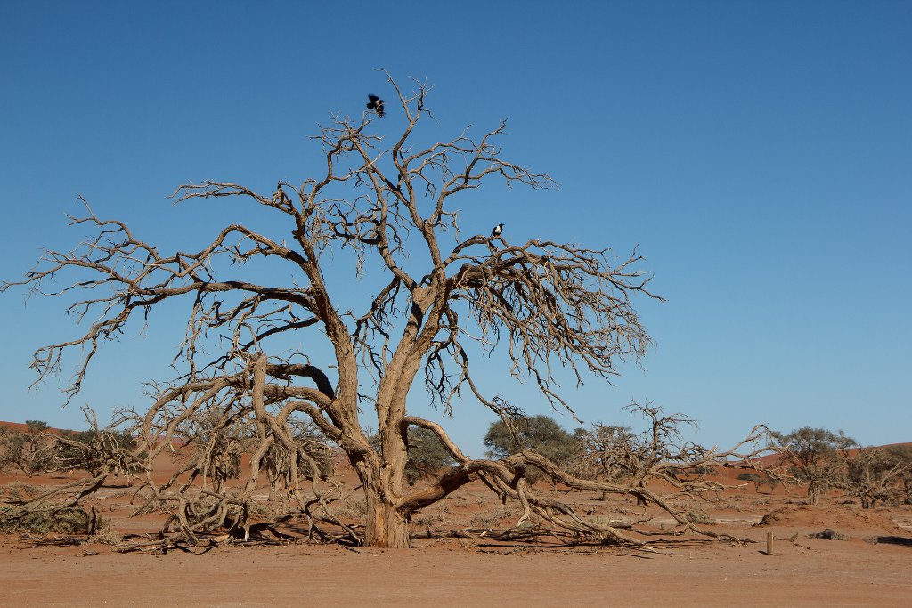 09-Typical tree at Deadvlei.jpg - Typical tree at Deadvlei